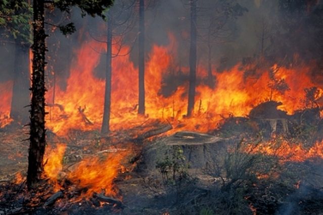 Μεγάλη η καταστροφή στην Εύβοια - Στάχτη πάνω από 5.000 στρέμματα πευκοδάσους - Ανεξέλεγκτη η πυρκαγιά