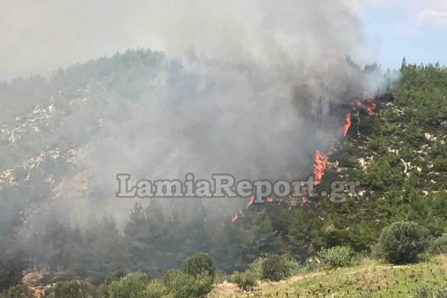 Φθιώτιδα: Γεγονός η πρώτη δασική πυρκαγιά για το 2024