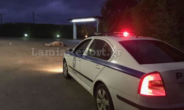 Φθιώτιδα: Σύγκρουση αυτοκινήτου με δύο άλογα