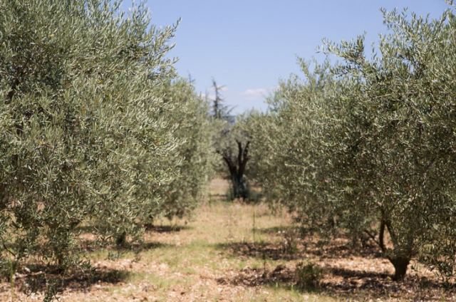 Πωλείται ελαιοπερίβολο στην Αγία Τριάδα Μώλου