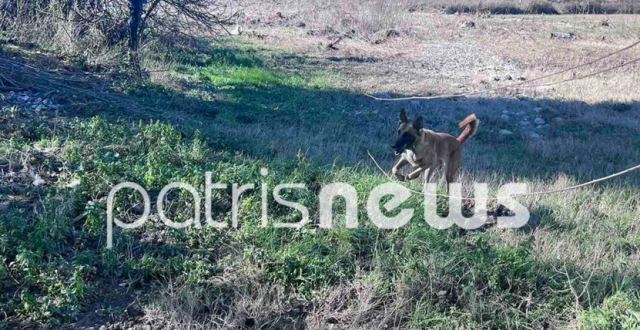 Στο Πλουτοχώρι Ηλείας ο Echo και δύο ακόμη σκύλοι έρευνας και διάσωσης (photos)