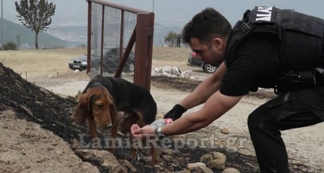 Φωτορεπορτάζ και ΒΙΝΤΕΟ από τη φωτιά στη Δίβρη