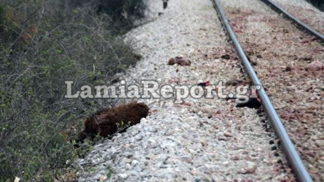 Τρένο έπεσε τη νύχτα σε κοπάδι από αγριογούρουνα