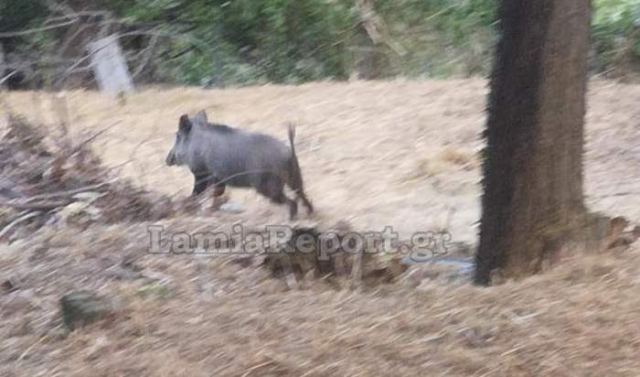 Δυτική Φθιώτιδα: Αγριογούρουνα, κάνουν βόλτες στις αυλές (ΒΙΝΤΕΟ)