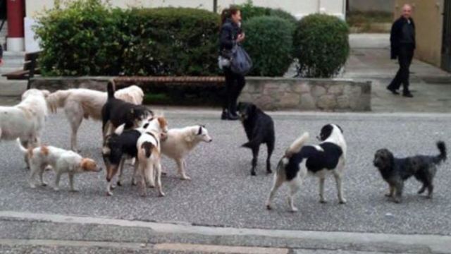 Δήμος Λαμιέων: Συνεδριάζει η Επιτροπή παρακολούθησης αδέσποτων