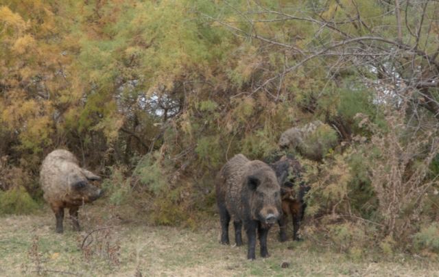 Πληθυσμιακή «έκρηξη» για τα υβριδικά αγριογούρουνα στην Ελλάδα - Ποιοι οι κίνδυνοι