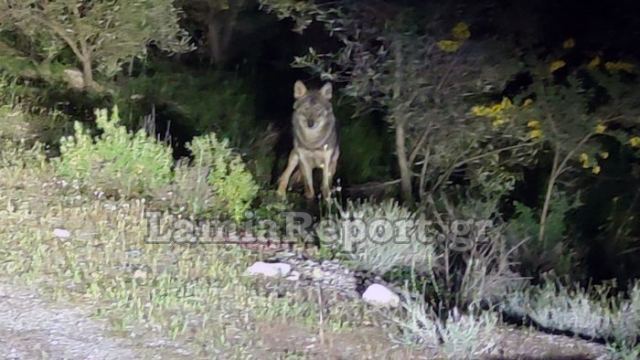 Λύκοι αφανίζουν κοπάδια στο Καλλίδρομο και άλλες περιοχές της Φθιώτιδας