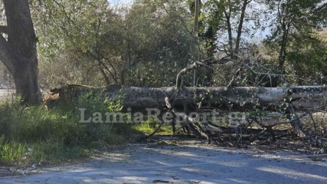 Λαμία: Δέντρο έριξε καλώδια της ΔΕΗ - Κινδύνευσαν αστυνομικοί (ΒΙΝΤΕΟ-ΦΩΤΟ)