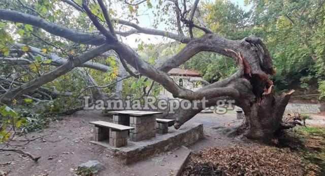 Στυλίδα: Έπεσε τεράστιος πλάτανος - Από τύχη δεν καταπλάκωσε παρέα νεαρών - ΒΙΝΤΕΟ