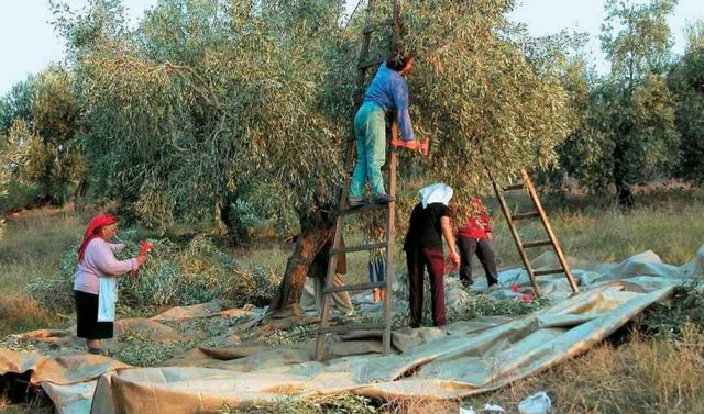 Κλέβουν τις ελιές από τα περιβόλια