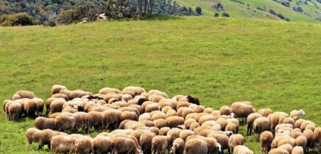 Αλεξανδρούπολη: Σε απόγνωση οι κτηνοτρόφοι – Κάηκαν πάνω από 4.000 ζώα