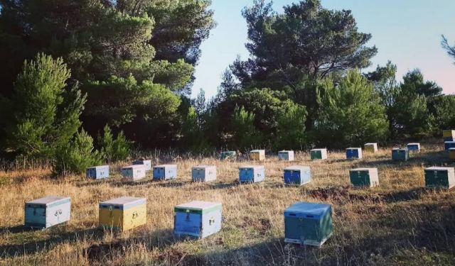 Πωλούνται μελίσσια με ή χωρίς τις κυψέλες τους