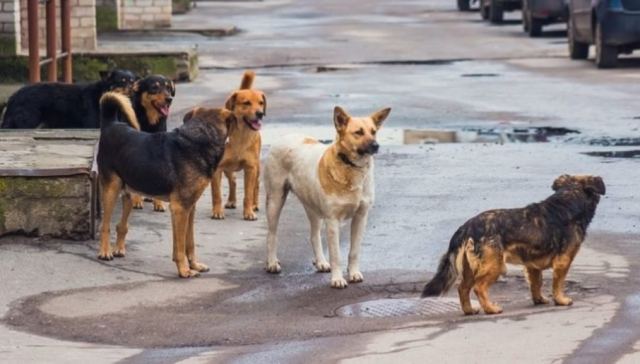 Λαμία: Αδέσποτα επιτέθηκαν σε ζευγάρι δικυκλιστών στον Άγιο Λουκά