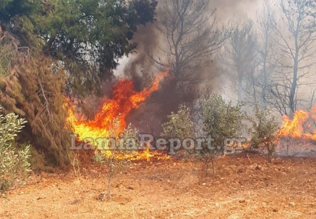 Σε εξέλιξη πυρκαγιές σε Φθιώτιδα και Φωκίδα