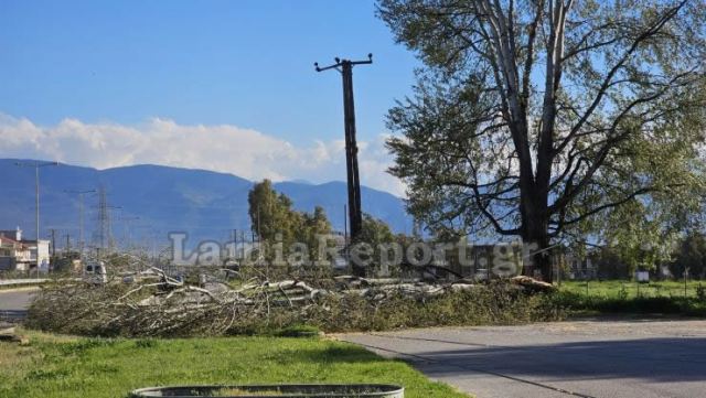 Λαμία: Πτώσεις δέντρων και κολόνας προκάλεσαν διακοπές στην κυκλοφορία και black out!