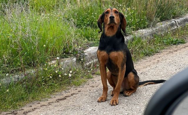 Ψάχνουμε τραυματισμένο κυνηγόσκυλο - Ακόμη αγνοείται!