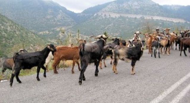 Κατσίκες προκάλεσαν τροχαίο - Τραυματίστηκε σοβαρά δικυκλιστής