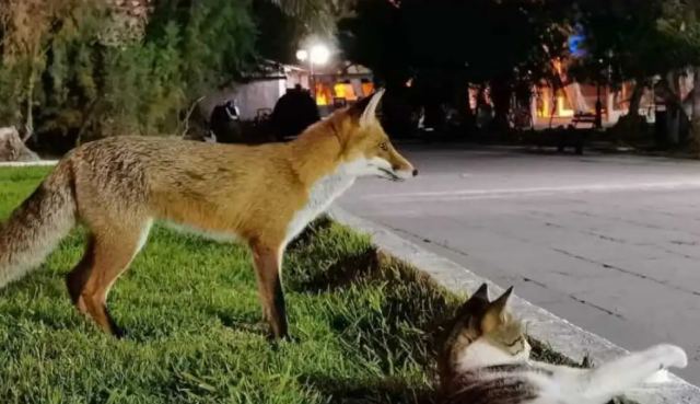 Αλεπού και γάτα έγιναν αχώριστες στο Λουτράκι - Δείτε εικόνες