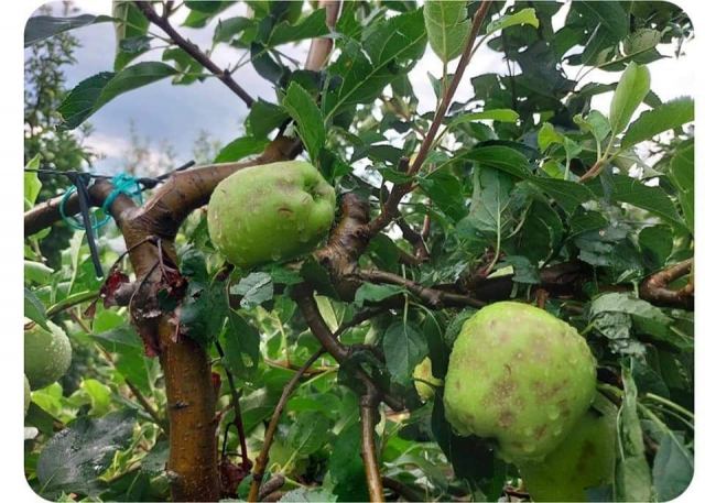 Ισχυρή βροχόπτωση και χαλάζι έκαναν ζημιές στις καλλιέργειες στην Αγιά (ΦΩΤΟ)