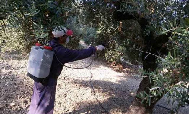 Στην περιοχή της Λοκρίδας οι δολοψεκασμοί για το δάκο