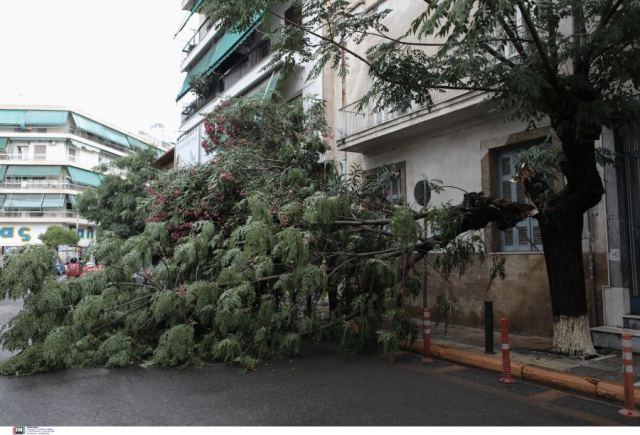 Εργαζόμενος στον δήμο Παπάγου καταπλακώθηκε από δέντρο - Μεταφέρθηκε στο νοσοκομείο χωρίς τις αισθήσεις του