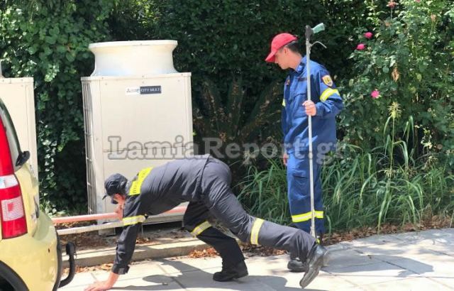 Λαμία: Έψαχναν για φίδι στο κέντρο της πόλης (ΦΩΤΟ)