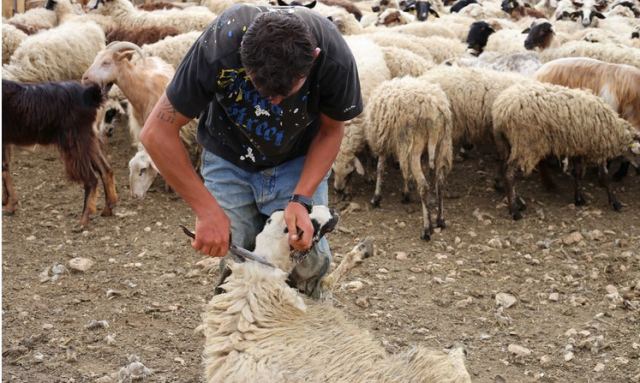 H εποχή της κουράς: Μια πολύ σημαντική διαδικασία (φωτ.)