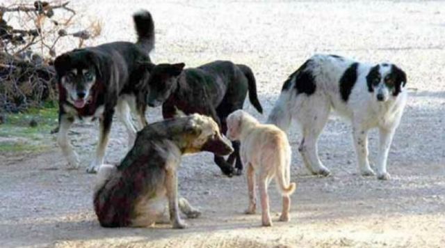 Λαμία: Τάιζαν αδέσποτα και καταδικάστηκαν – Δείτε γιατί