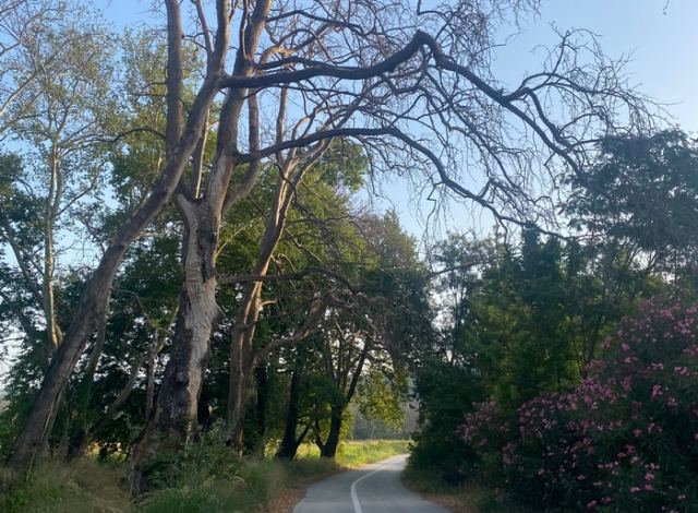 Επικίνδυνα δέντρα στο δρόμο για Ροδωνιά Υπάτης