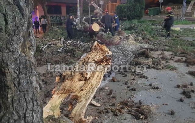 Λαμία: Έπεσε τεράστιο πεύκο μέσα στην πόλη (ΒΙΝΤΕΟ-ΦΩΤΟ)