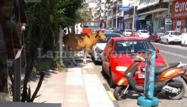 Δείτε εικόνες και βίντεο από τον ταύρο που αναστάτωσε τη Λαμία