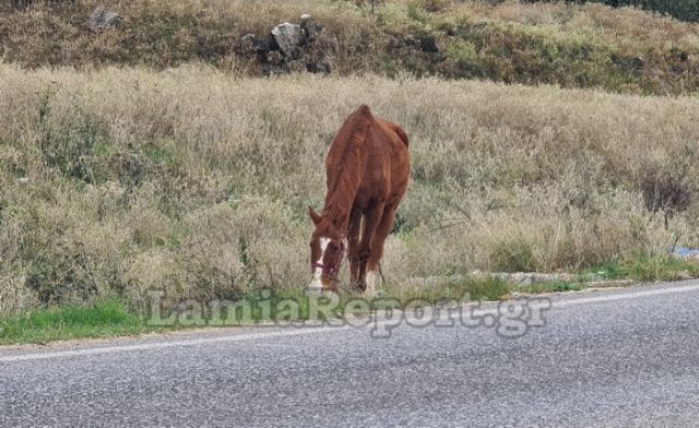 Πήλιο: Αλλοδαπός φέρεται να προσπάθησε να βιάσει άλογο!