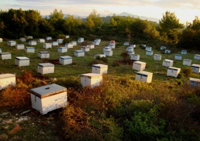 Αμφίκλεια: Έβγαλαν περίπολα για να πιάσουν αυτόν που κλέβει τα μελίσσια