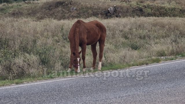 Ελεύθερος χωρίς όρους ο 30χρονος που κατηγορείται για ζωοκτονία