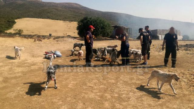 Πυρκαγιά σε κυνοτροφείο: Οι πυροσβέστες έσωσαν τα σκυλιά