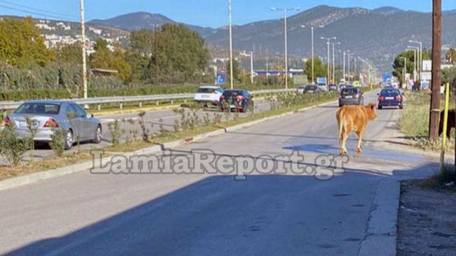 Μοσχάρια στην εθνική οδό στη Λαμία (ΦΩΤΟ)