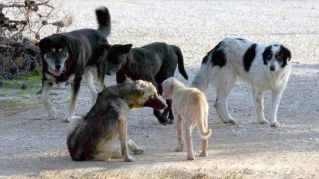 Λαμία: Αποφασισμένος να δώσει λύση στο πρόβλημα με τα αδέσποτα ο Εισαγγελέας