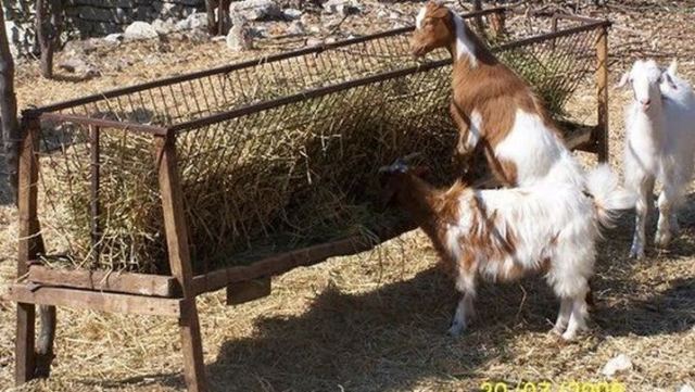 Φθιώτιδα: Είχε αδυναμία στις... κατσίκες!