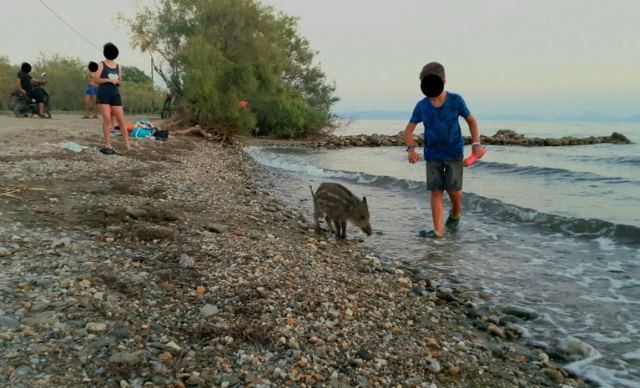 Μικρό αγριογούρουνο κάνει μπάνιο και παίζει με τα παιδιά!