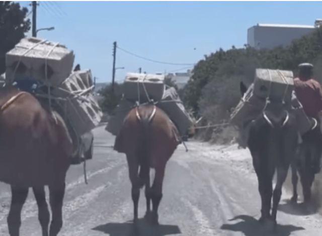 Μουλάρια κουβαλούν τσιμεντόλιθους μέσα στον καύσωνα, παρά την απαγόρευση