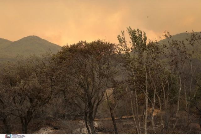 Φωτιά στον Έβρο: Δύο παιδιά μεταξύ των 18 απανθρακωμένων μεταναστών στον Άβαντα – «Προσπαθούσαν να διαφύγουν»