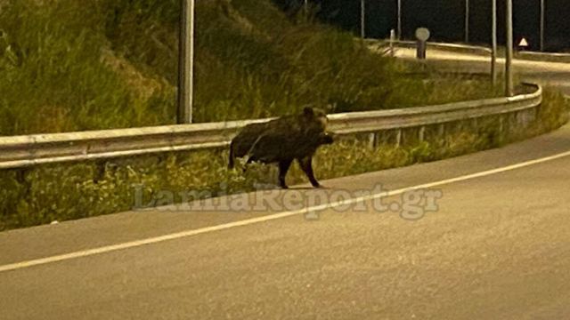 Φθιώτιδα: Οδηγοί προσοχή τα αγριογούρουνα «αλωνίζουν» στους δρόμους