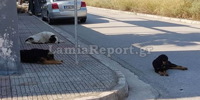 Λαμία: Επίθεση αδέσποτων σε ηλικιωμένο - ΒΙΝΤΕΟ