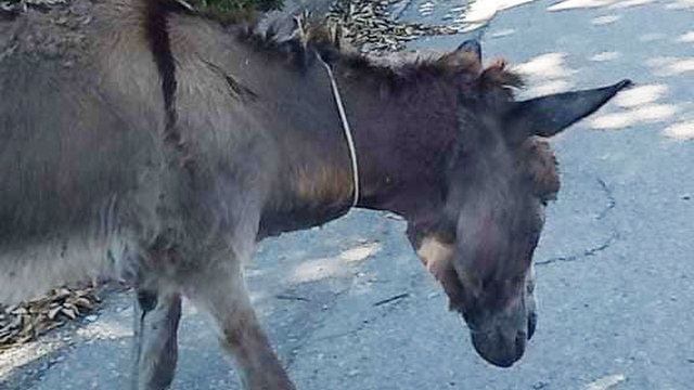 Γάιδαρος γυρνούσε μόνος του στη Σπερχειάδα - Αναζητείται ο ιδιοκτήτης του