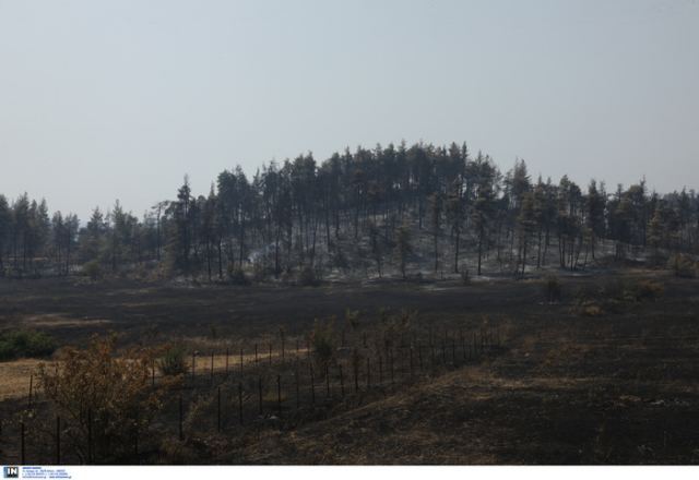 Ειδικό πρόγραμμα για ανέργους ρητινοκαλλιεργητές και πτυχιούχους ΑΕΙ στη Β. Εύβοια