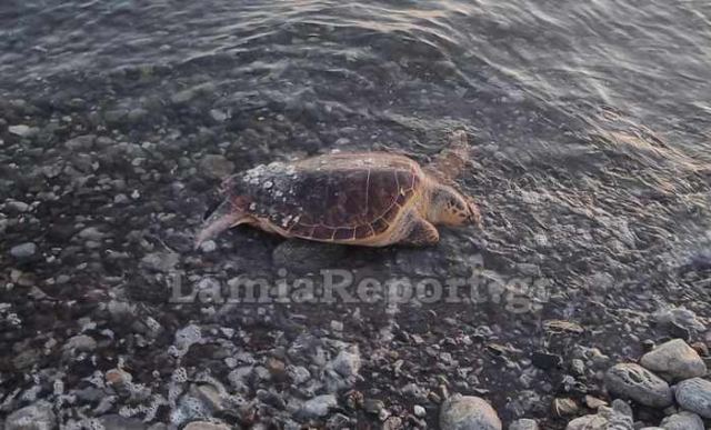 Χτυπημένη καρέτα - καρέτα σε ακτή της Φθιώτιδας