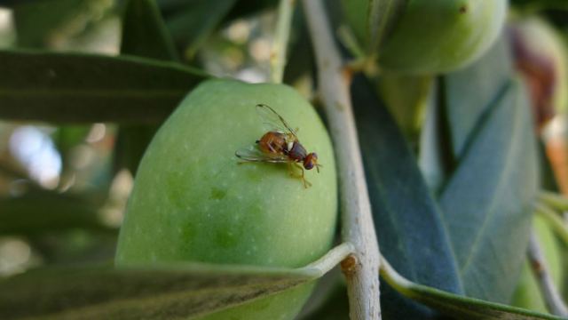 Συνεχίζονται οι δολωματικοί ψεκασμοί στη Φθιώτιδα