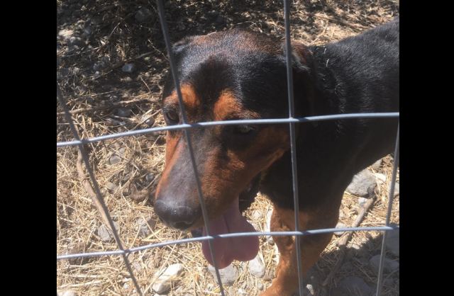 Βρέθηκε ο σκυλάκος της φωτογραφίας - Μήπως τον αναζητάτε;