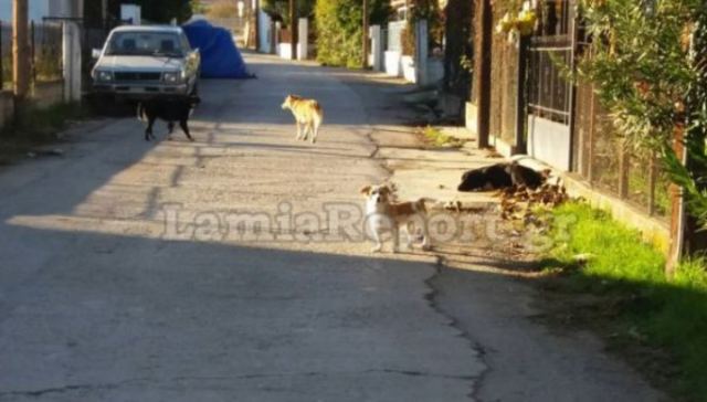 Μώλος: Αδέσποτο σκυλί επιτέθηκε σε κοριτσάκι