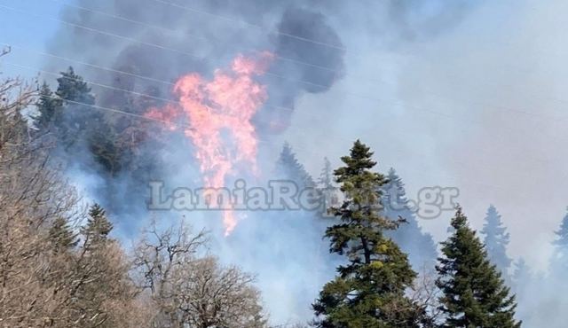 Φθιώτιδα: Πρόλαβαν τα χειρότερα μέσα στα έλατα οι πυροσβέστες (ΒΙΝΤΕΟ)